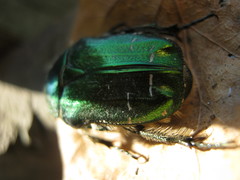 Cetonia aurata