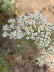 Dasispermum