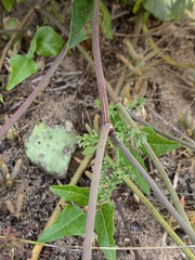 Dasispermum