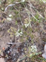 Dasispermum