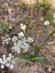 Dasispermum