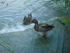 Anas platyrhynchos