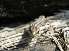 Lacerta agilis