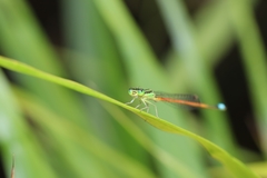 Ischnura aurora aurora