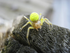 Araniella