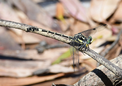 Austroepigomphus praeruptus