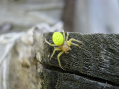 Araniella