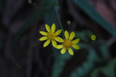 Senecio stauntonii
