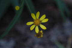 Senecio stauntonii