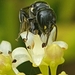Large-headed Masked Bee - Photo (c) philpetersen, some rights reserved (CC BY-NC), uploaded by philpetersen