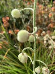 Trachyandra hirsutiflora