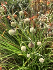 Trachyandra hirsutiflora