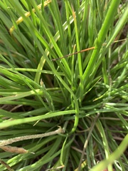 Trachyandra hirsutiflora