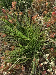 Trachyandra hirsutiflora