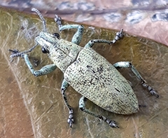 Hypomeces obscurus