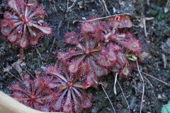 Drosera spatulata