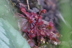 Drosera spatulata