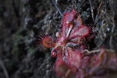 Drosera spatulata