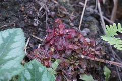 Drosera spatulata