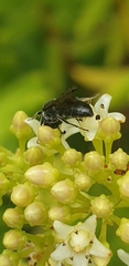 Hylaeus capitosus