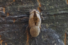 Platypleura kaempferi