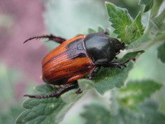 Anisoplia austriaca