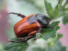 Anisoplia austriaca