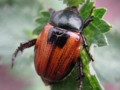 Anisoplia austriaca