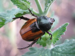 Anisoplia austriaca
