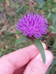 Centaurea jacea