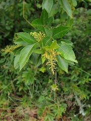 Searsia pyroides pyroides