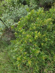 Searsia pyroides pyroides