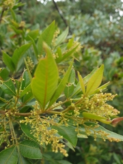Searsia pyroides pyroides