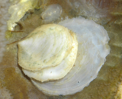 Crepidula