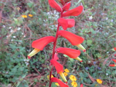 Castilleja tenuifolia