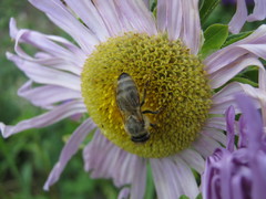 Apis mellifera