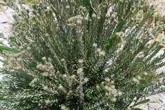 Trichocephalus stipularis