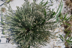 Trichocephalus stipularis