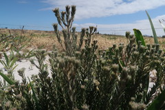 Trichocephalus stipularis