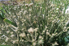 Trichocephalus stipularis