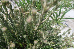 Trichocephalus stipularis