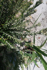 Trichocephalus stipularis
