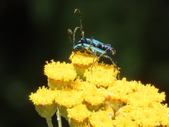 Hypocrites scabriusculus