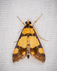 Deuterarcha xanthomela