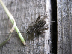 Modicogryllus frontalis