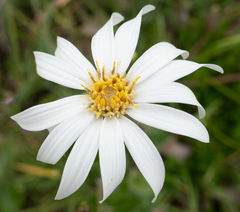 Olearia grandiflora