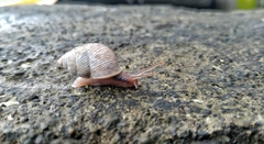 Gastropoda