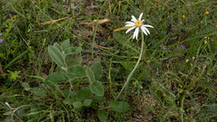 Olearia grandiflora
