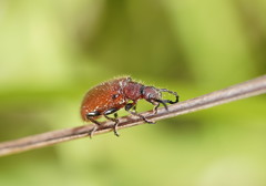 Metriolagria affinis