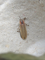 Photinus ardens